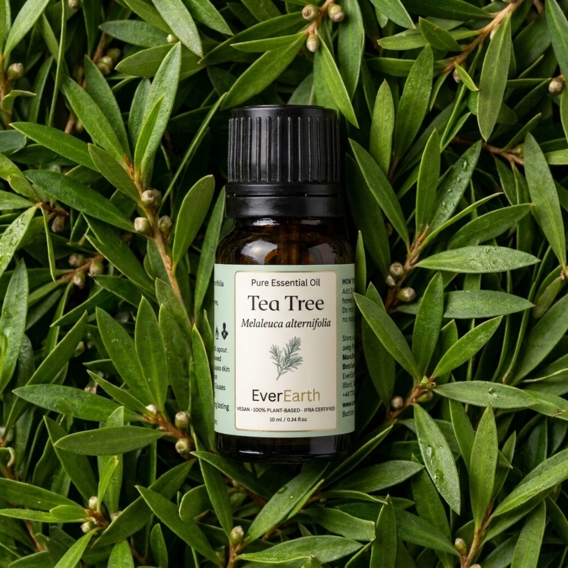Tea Tree botanical ingredient, source plant for EverEarth Tea Tree essential oil